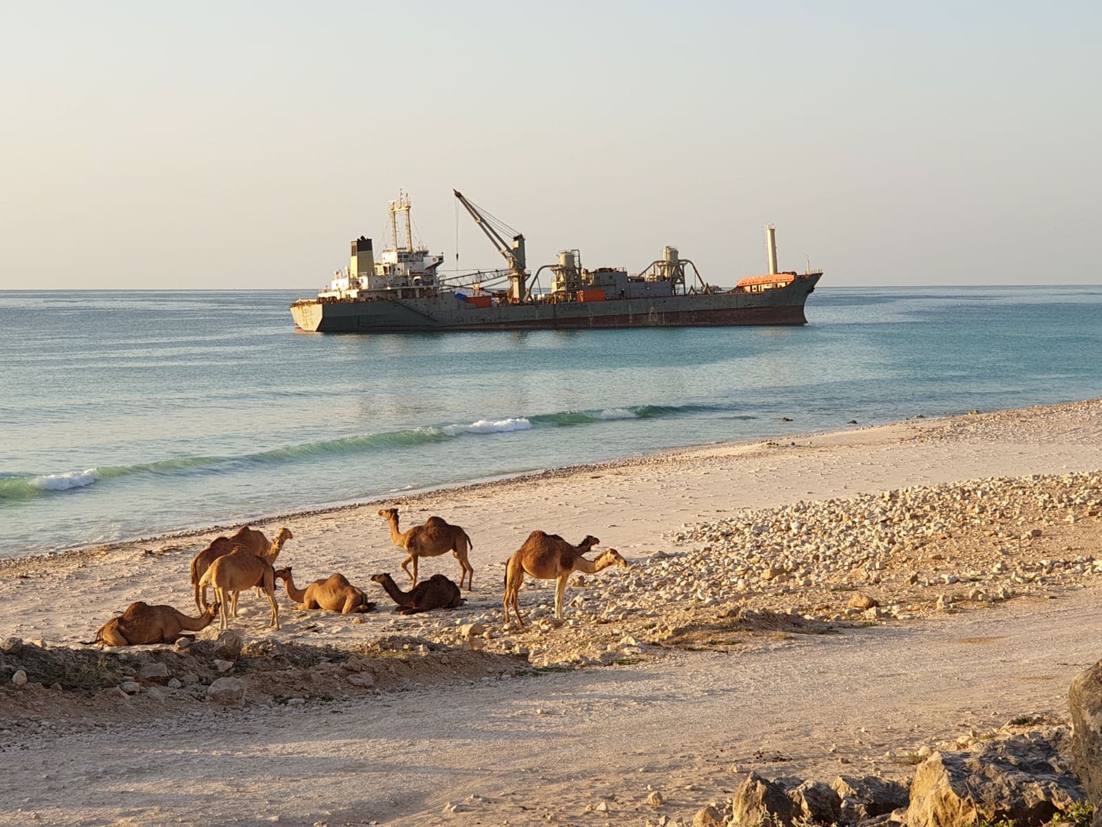 A flock of camels sit on a beach with a shipping vessel in the backgroun